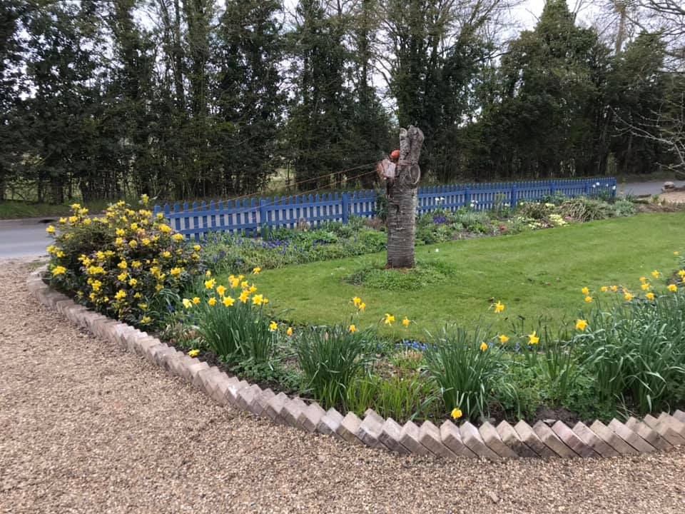 Spring garden with daffodils and planting